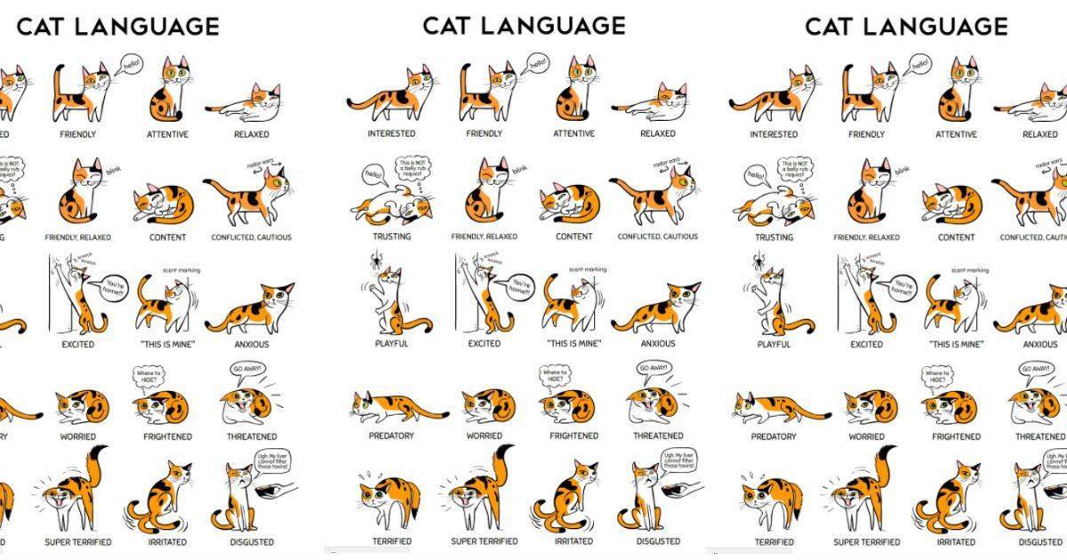 Язык тела кошек. как правильно понять, что хочет сказать питомец