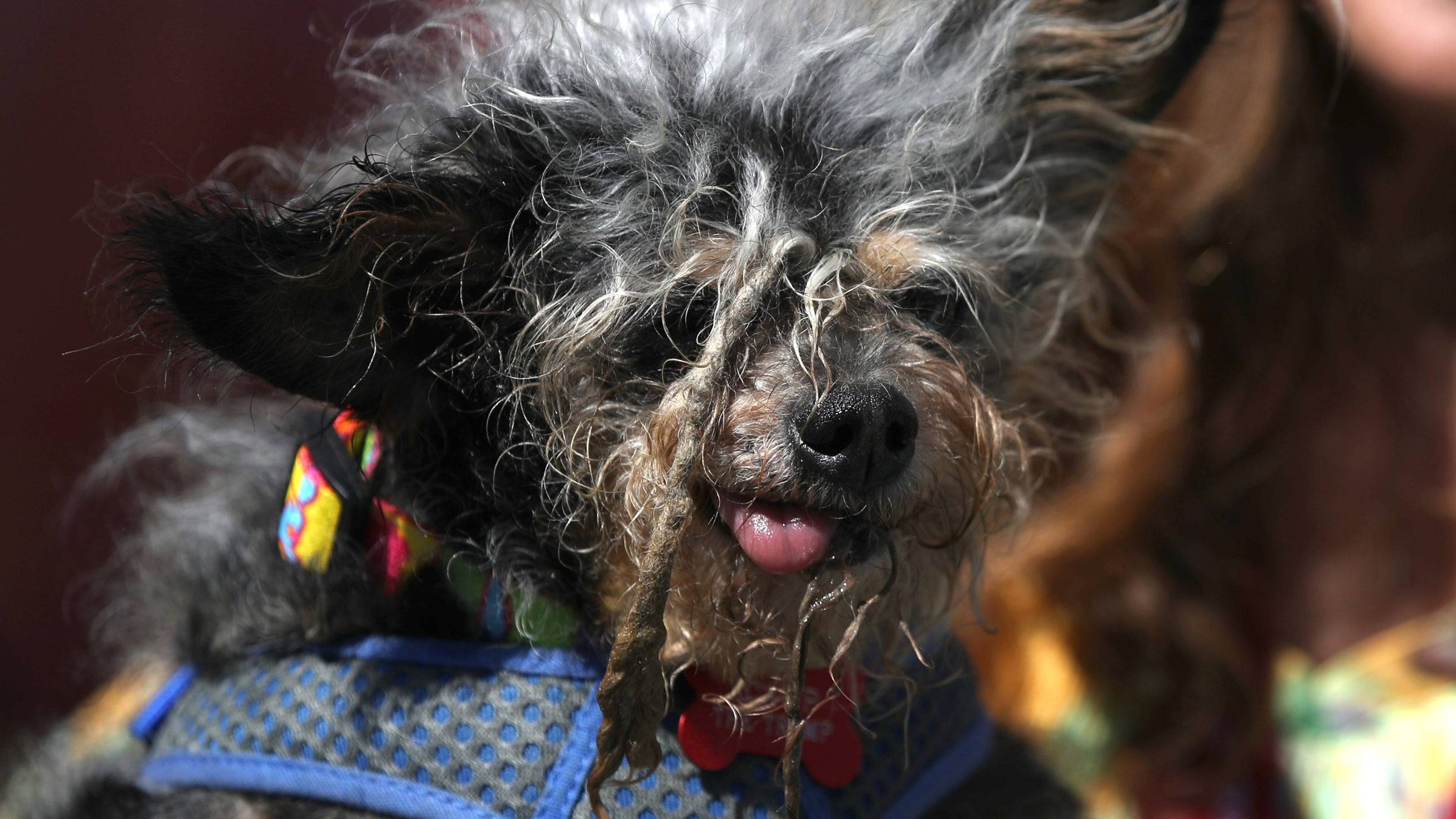 Самая уродливая собака в мире: конкурс некрасивых пород