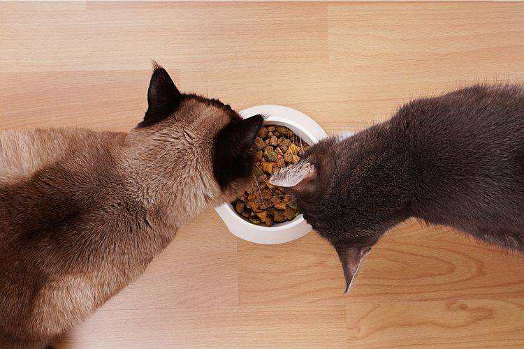 Что делать, если кот ничего не ест и его рвёт: рвёт желчью