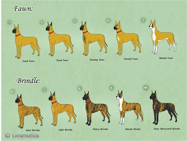 Самые большие собаки — крупные породы с фото, названиями и описаниями