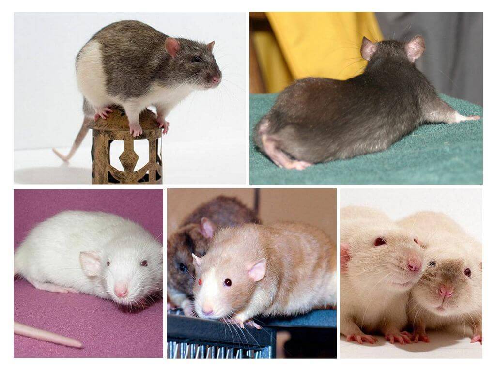 Все, что нужно знать о крысах