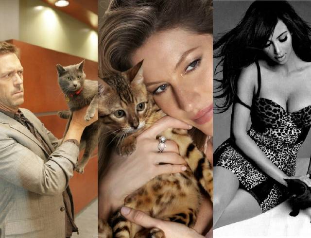 10 знаменитых котов, покоривших социальные сети