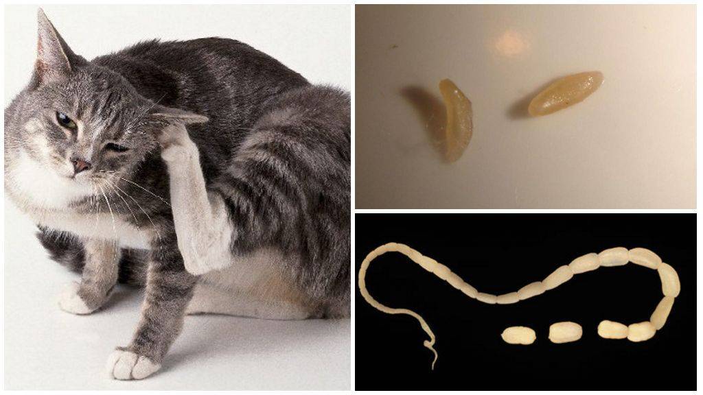 Кишечные паразиты у кошек и котов