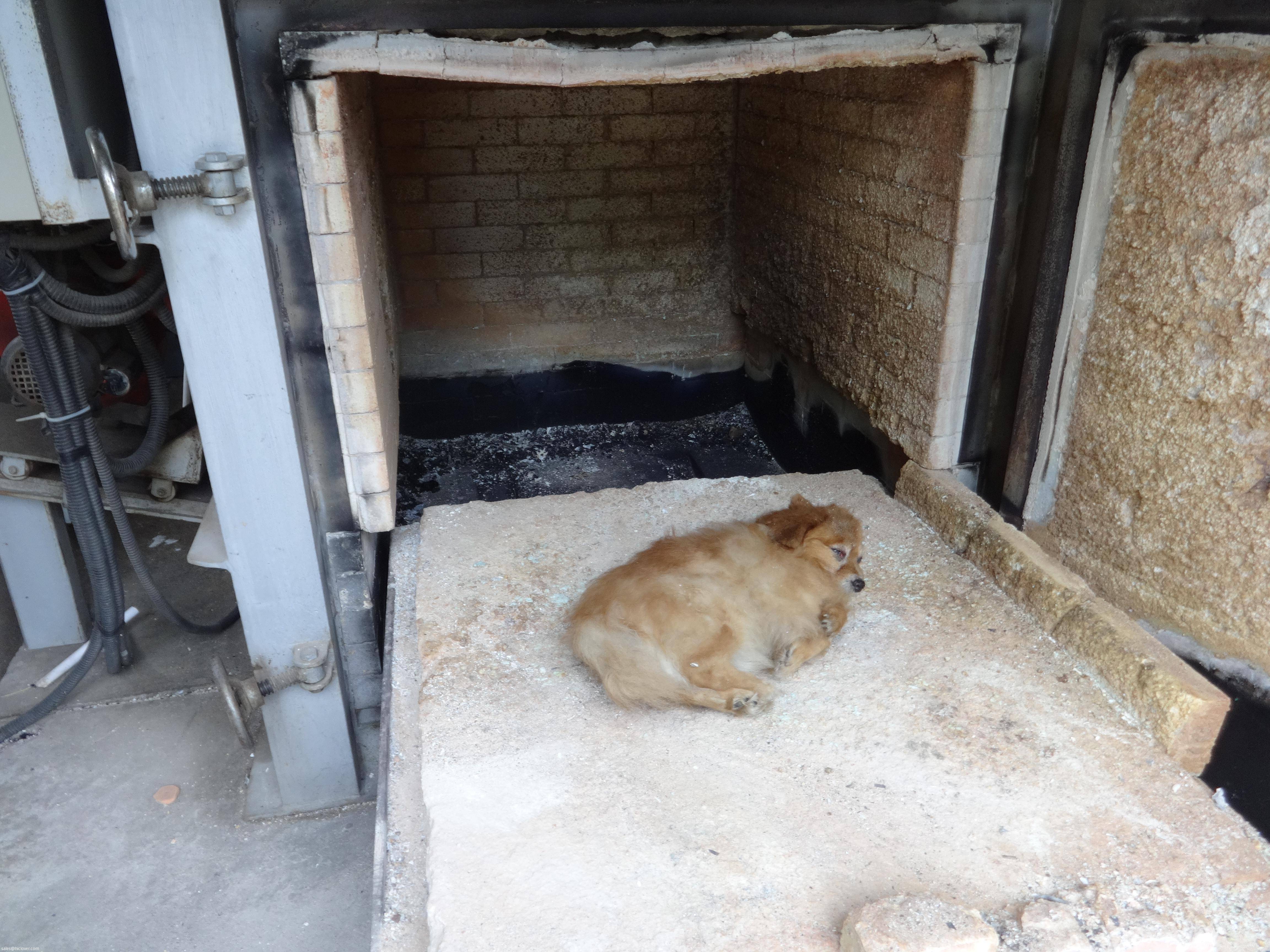 Кремация домашних животных в москве недорого. ритуальные услуги