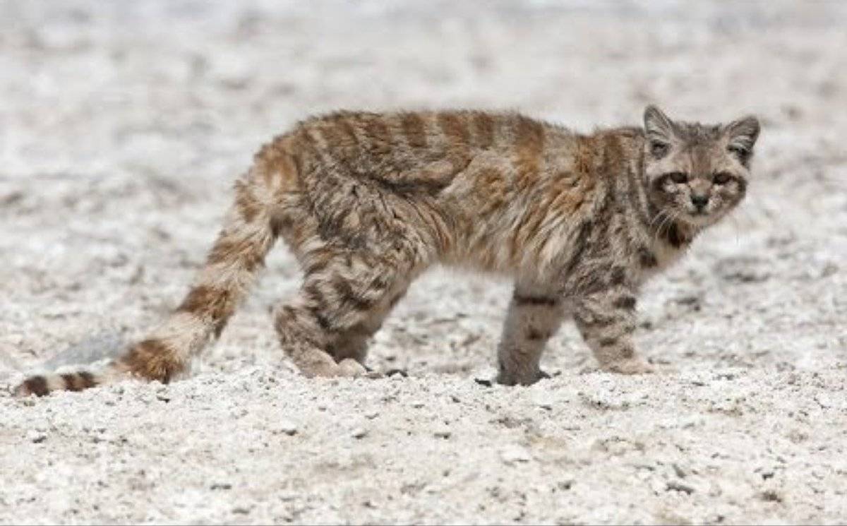 Калимантанская кошка: редкое животное с острова борнео