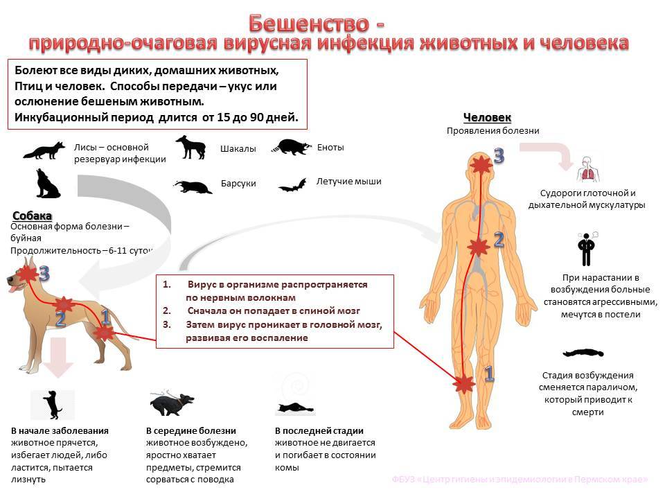 Бешенство у кошек