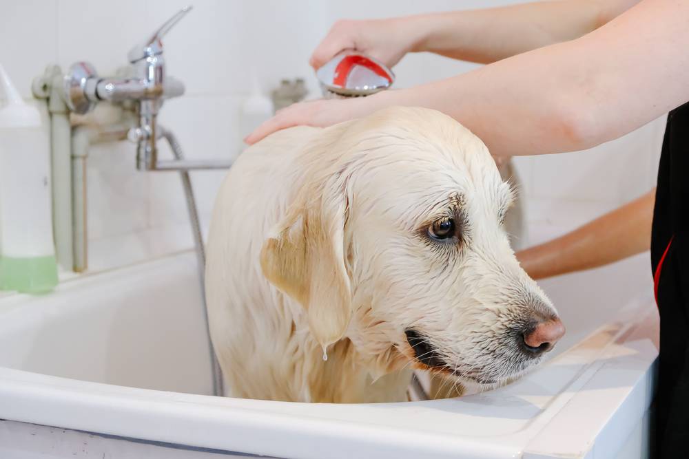 Чем лучше всего помыть собаку: инструкция по самостоятельному купанию питомца