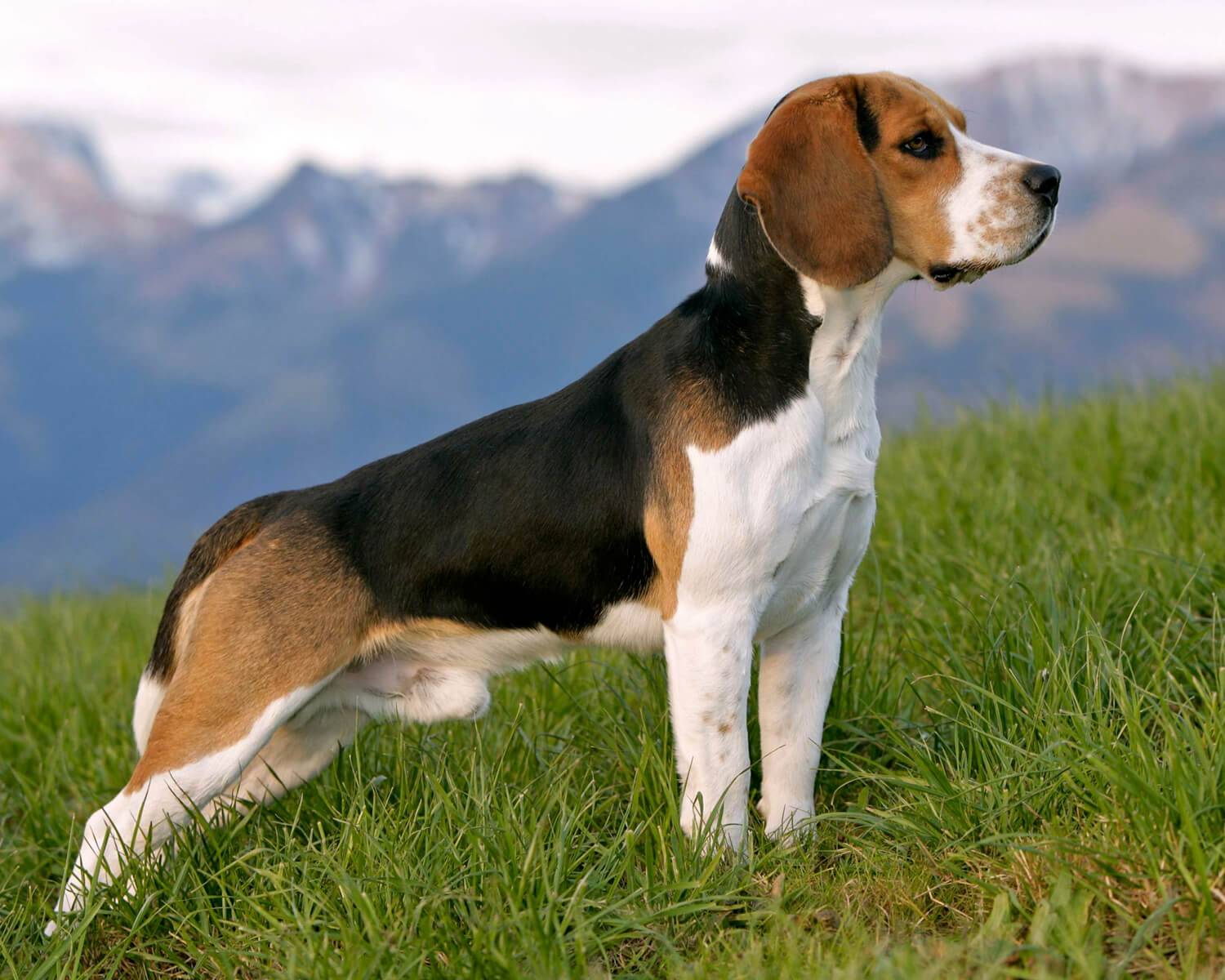Разновидности собаки породы бигль, окрасы и стандарты