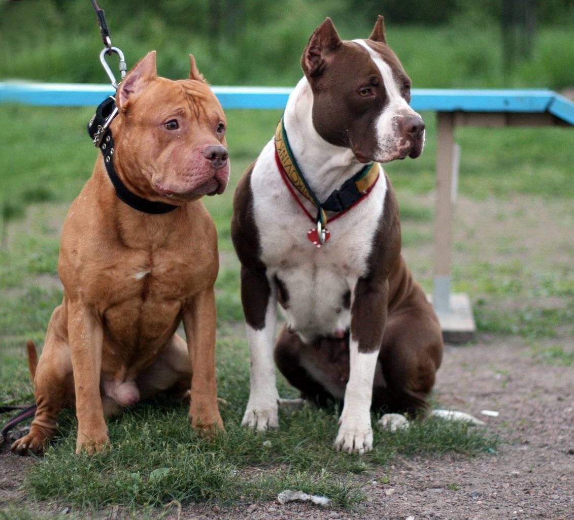 Бойцовские собаки - названия 15 пород с фото