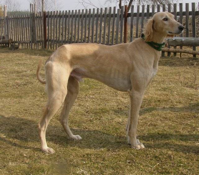Борзые породы собак – самые быстрые охотники в мире