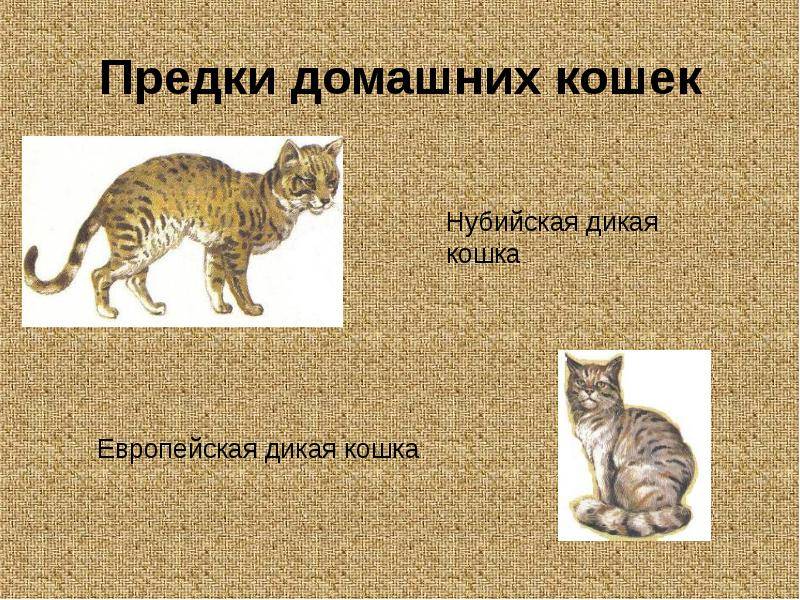 Прародина кошек