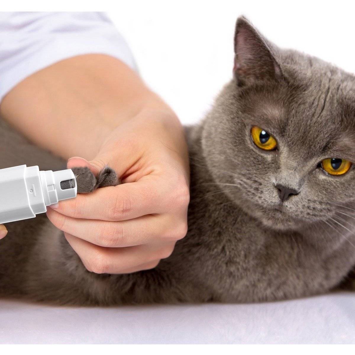 Как подстричь кошке когти: полезные рекомендации по уходу