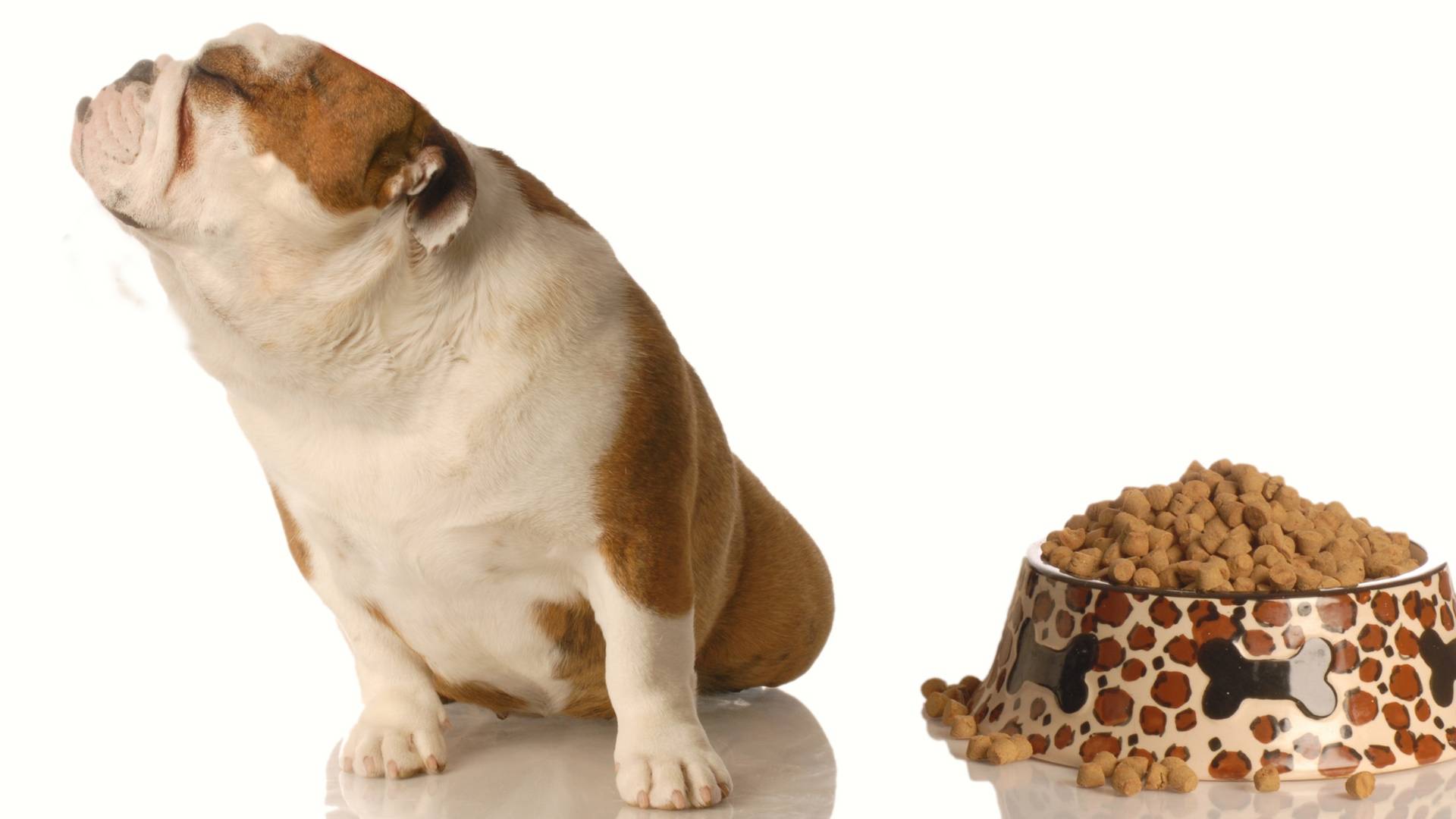Почему собака плохо ест и вялая, как помочь животному?