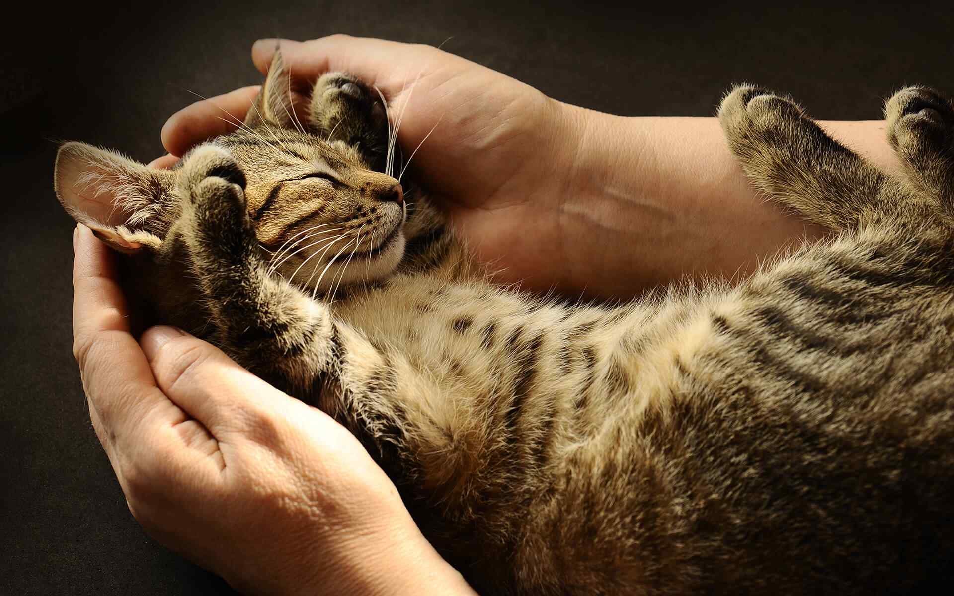 Как сделать котенка послушным, ласковым и спокойным: порядок воспитания