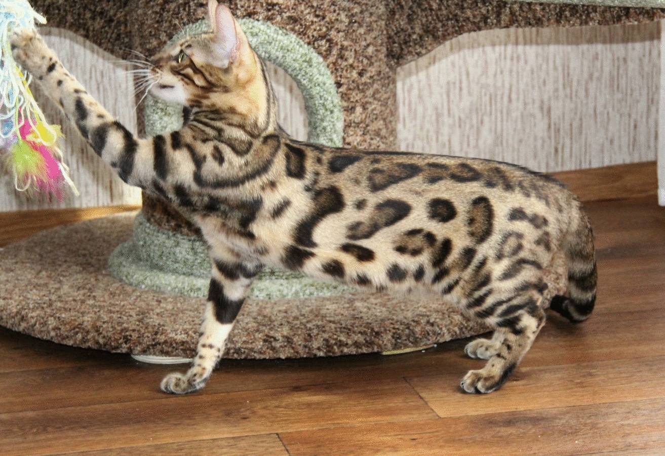 Пятнистые кошки (47 фото): описание леопардового котенка и других пород домашних котов пятнистого окраса