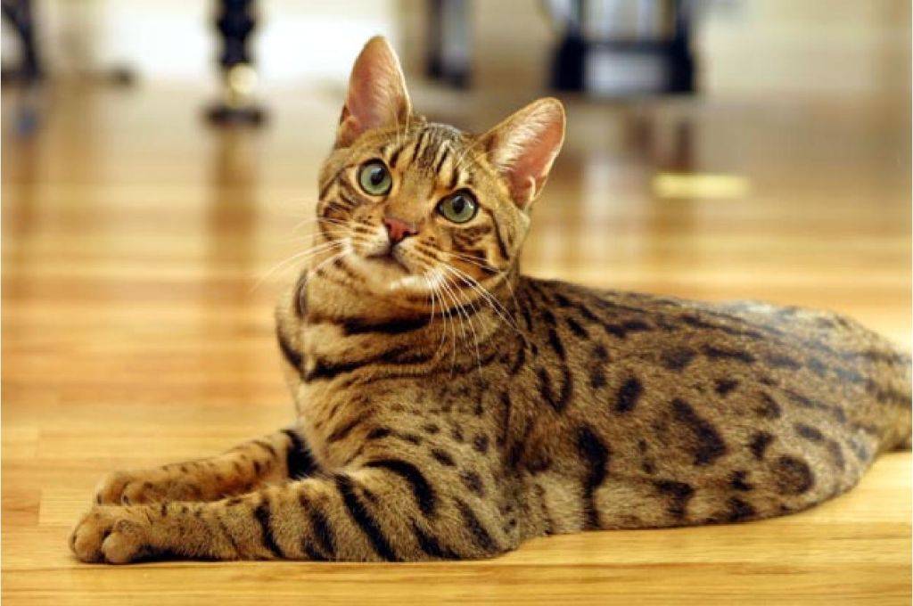 Фото самых красивых котов в мире: топ 10 пород