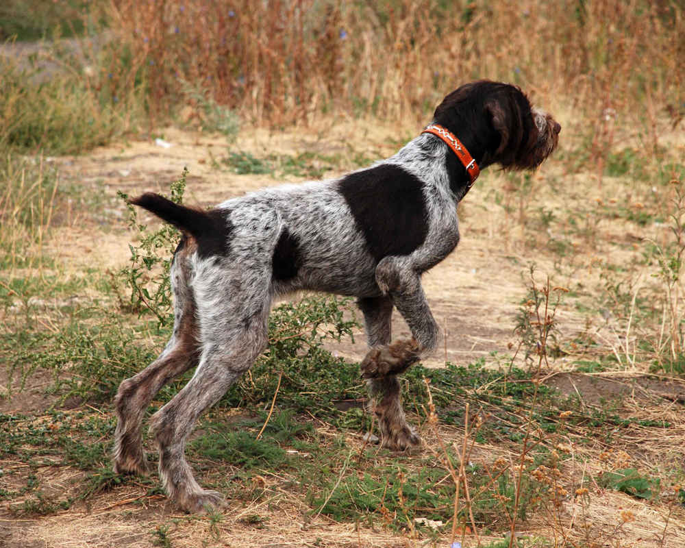 Охотничьи породы собак: фотографии с названиями