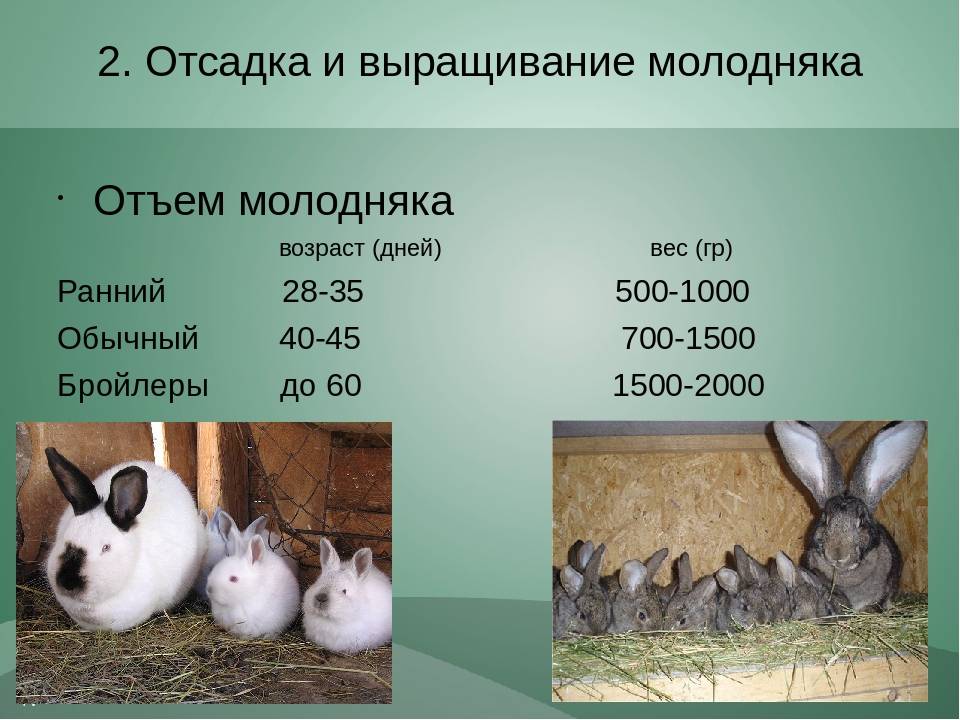 Сколько крольчиха кормит крольчат: до какого возраста и как