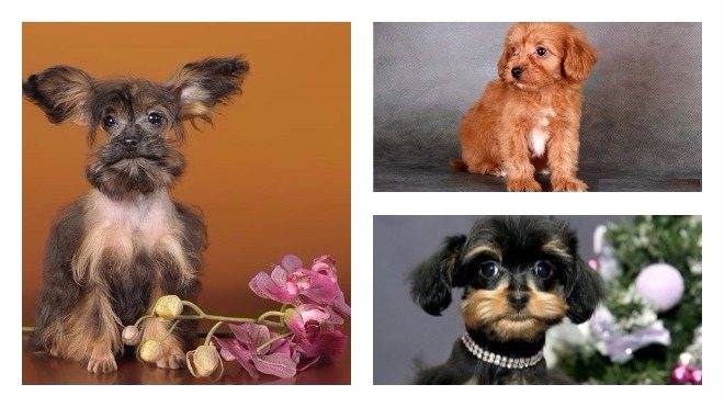 Порода собак петербургская орхидея: происхождение, здоровье, характер | блог ветклиники "беланта"