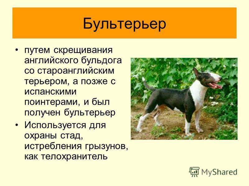 Миниатюрный бультерьер собака. описание, особенности, уход и цена породы