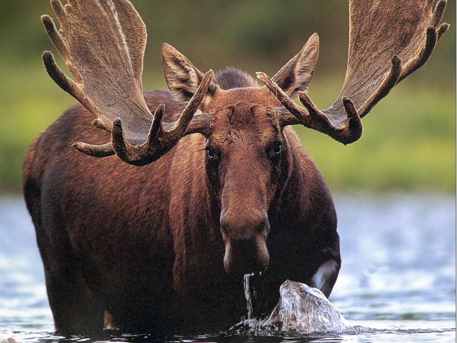 Государственный природный заказник «сумароковский», официальный сайт – биологические особенности лосей