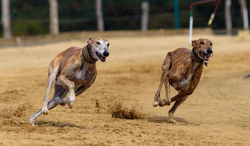 Самая быстрая собака в мире при беге: топ-10