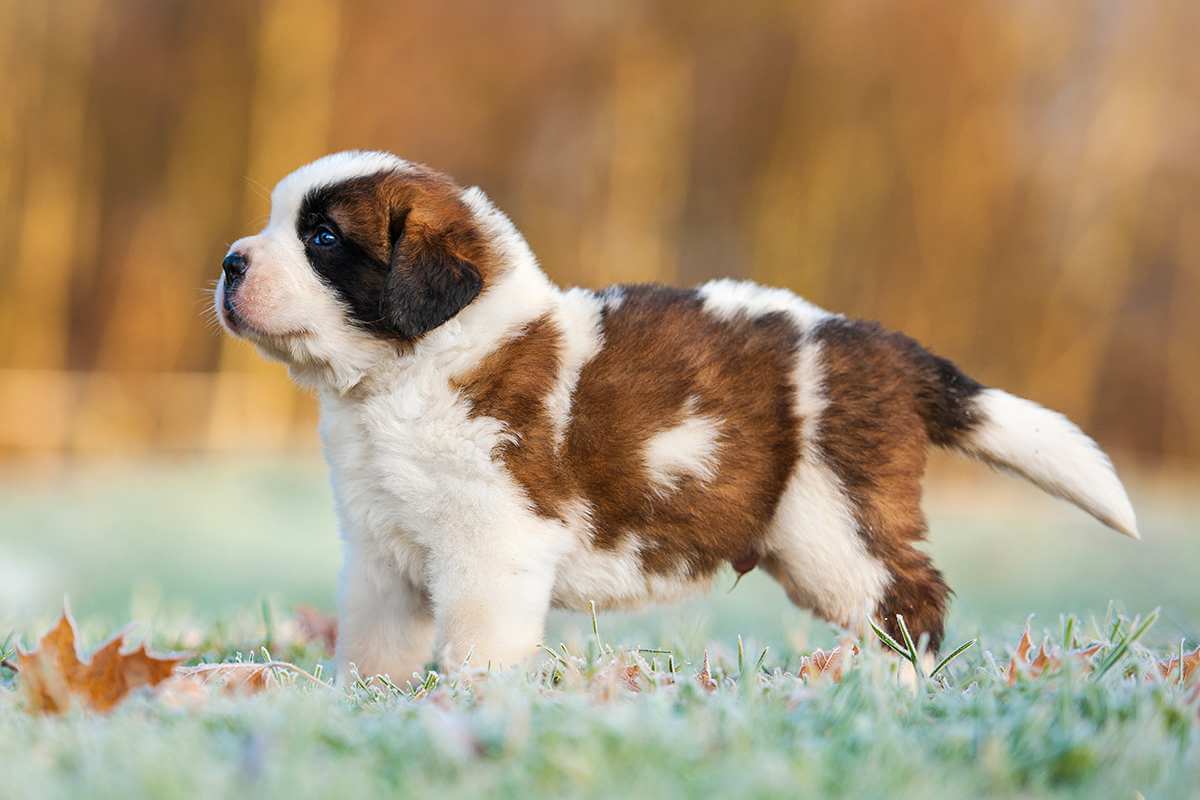 «бетховен»: порода собаки сенбернар, одна из самых популярных в мире