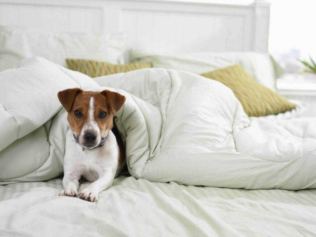 Что делать если собака гадит на кровать? - про друга