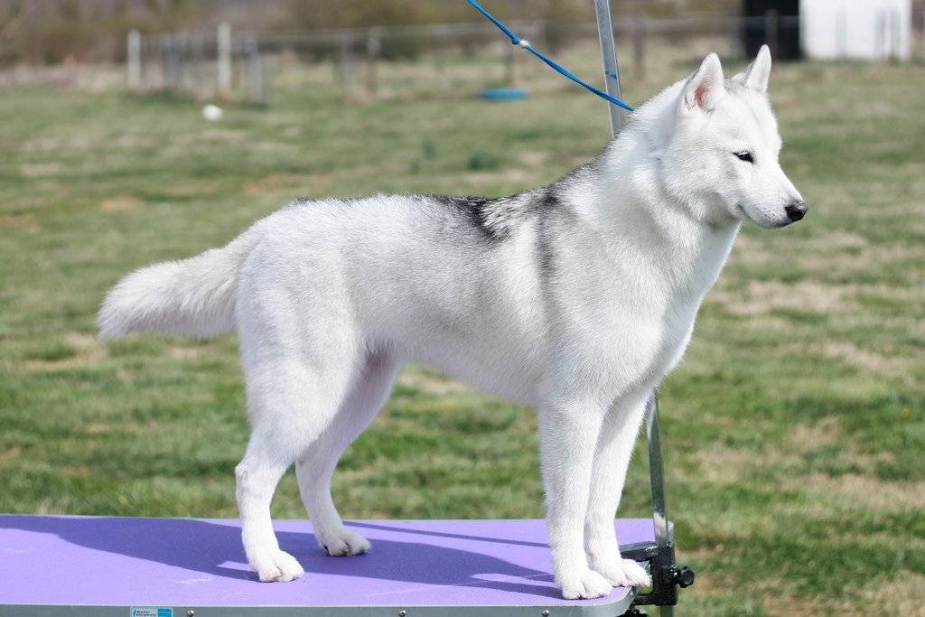 Как выглядит собака породы «сибирский хаски»: фото взрослых собак и щенков, принятый стандарт и описание окрасов