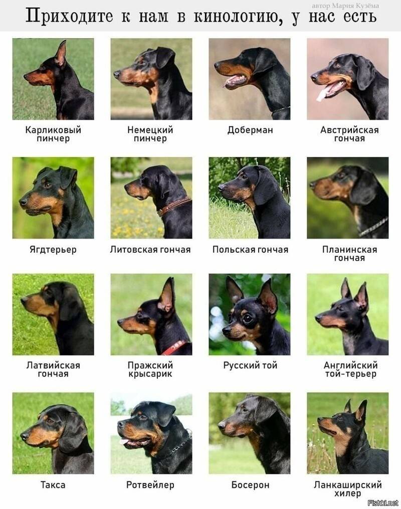 Английский той-терьер: фото породы собак, характеристики той-терьеров