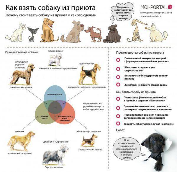 Как взять собаку из приюта: 14 шагов (с иллюстрациями)