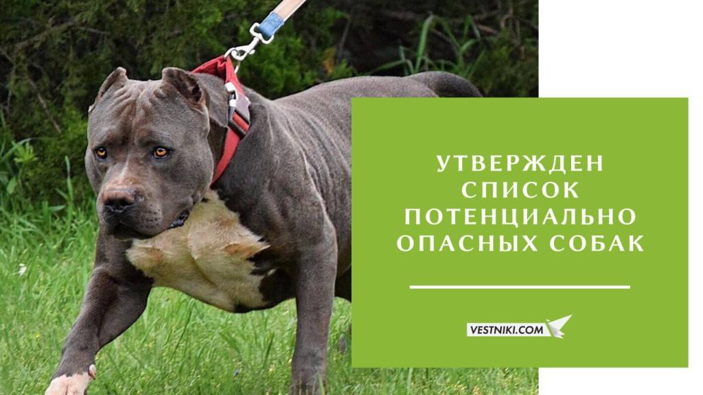 Перечень потенциально опасных пород собак, утвержденный правительством рф: требования к владельцам и к содержанию