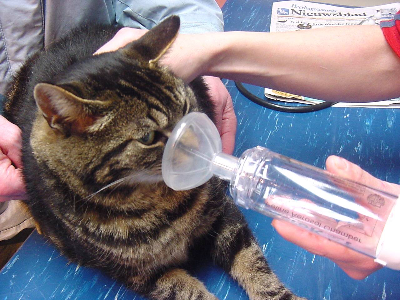 Астма у кошек: как купировать приступы удушья, причины развития астмы у котов, первые симптомы и лечение