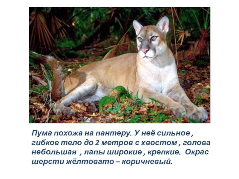 Пума – животное-хищник. описание и фото пумы