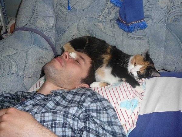 Почему кошки любят спать с хозяином: спят с хозяйкой, причины