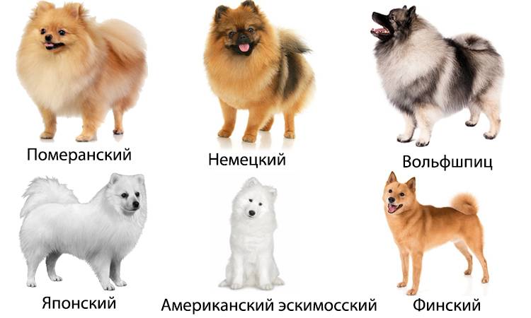 Описание породы собак «померанский шпиц»: особенности характера питомцев и основы правильного ухода +  отзывы владельцев