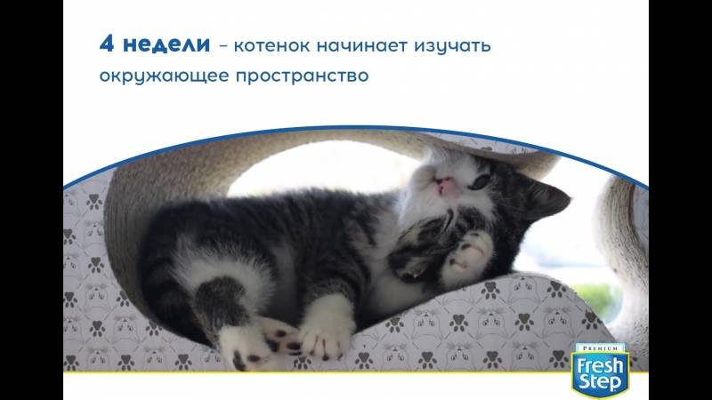 Как узнать возраст кошки или котенка
