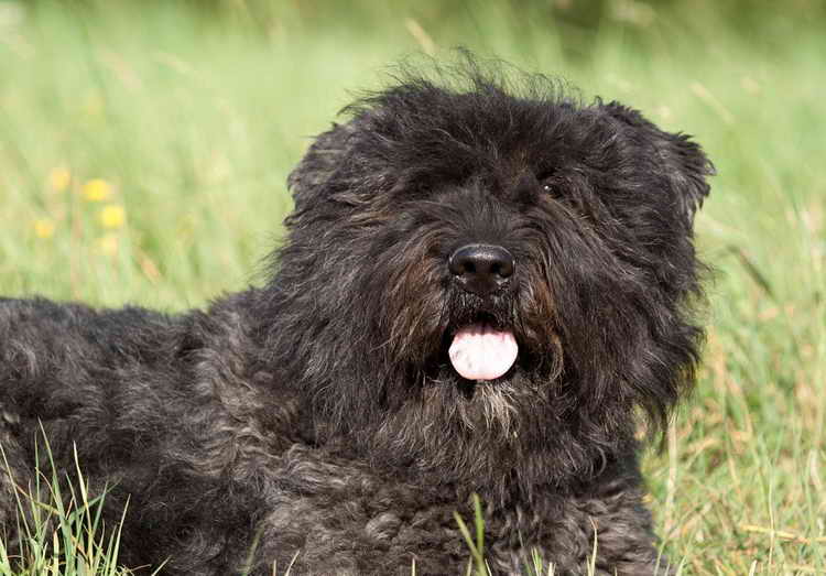 Описание породы собак фландрский бувье с отзывами владельцев и фото