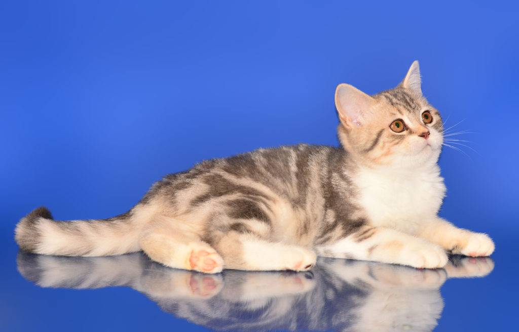 Шотландские кошки