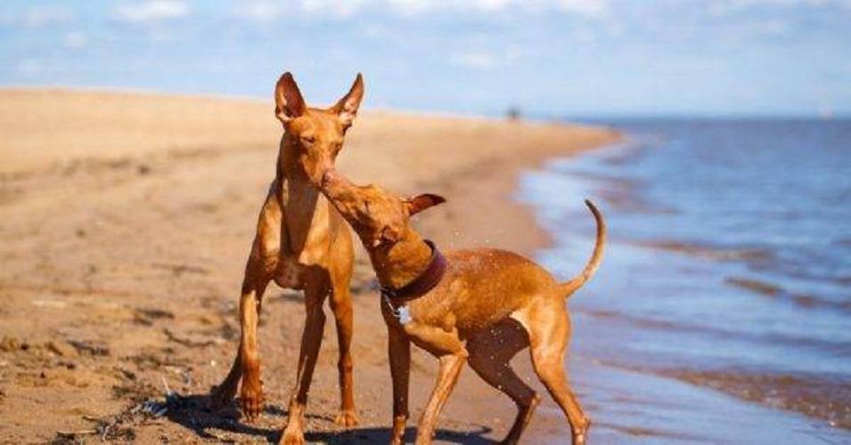 Чирнеко дель’этна — собака с острова сицилия. чирнеко дель этна: чем же знамениты эти собачки и что следует знать будущим владельцев подобного чуда?