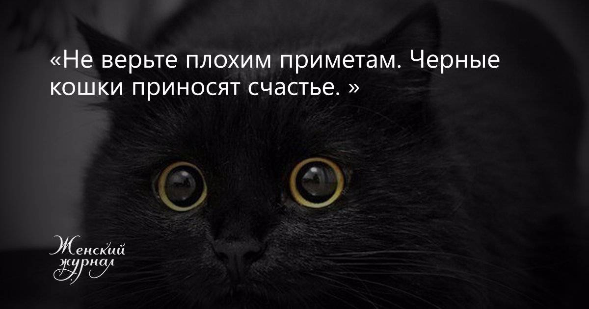 Черные кошки: темная история с генетикой, особенности характера и прочая мистика — обсуждение в группе "кошки" | птичка.ру