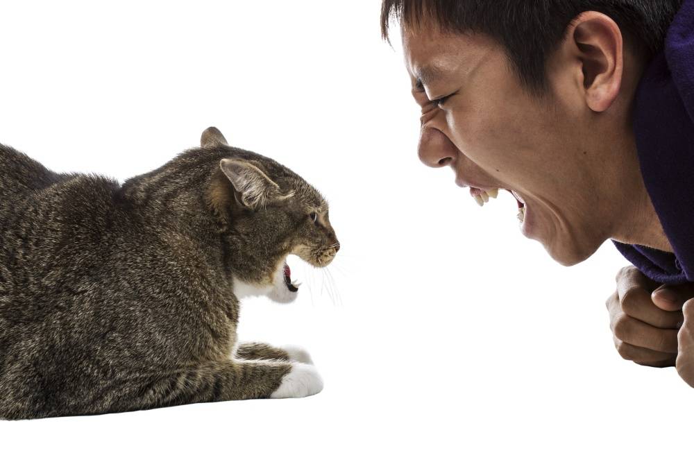 11 признаков того, что ваша кошка вас недолюбливает