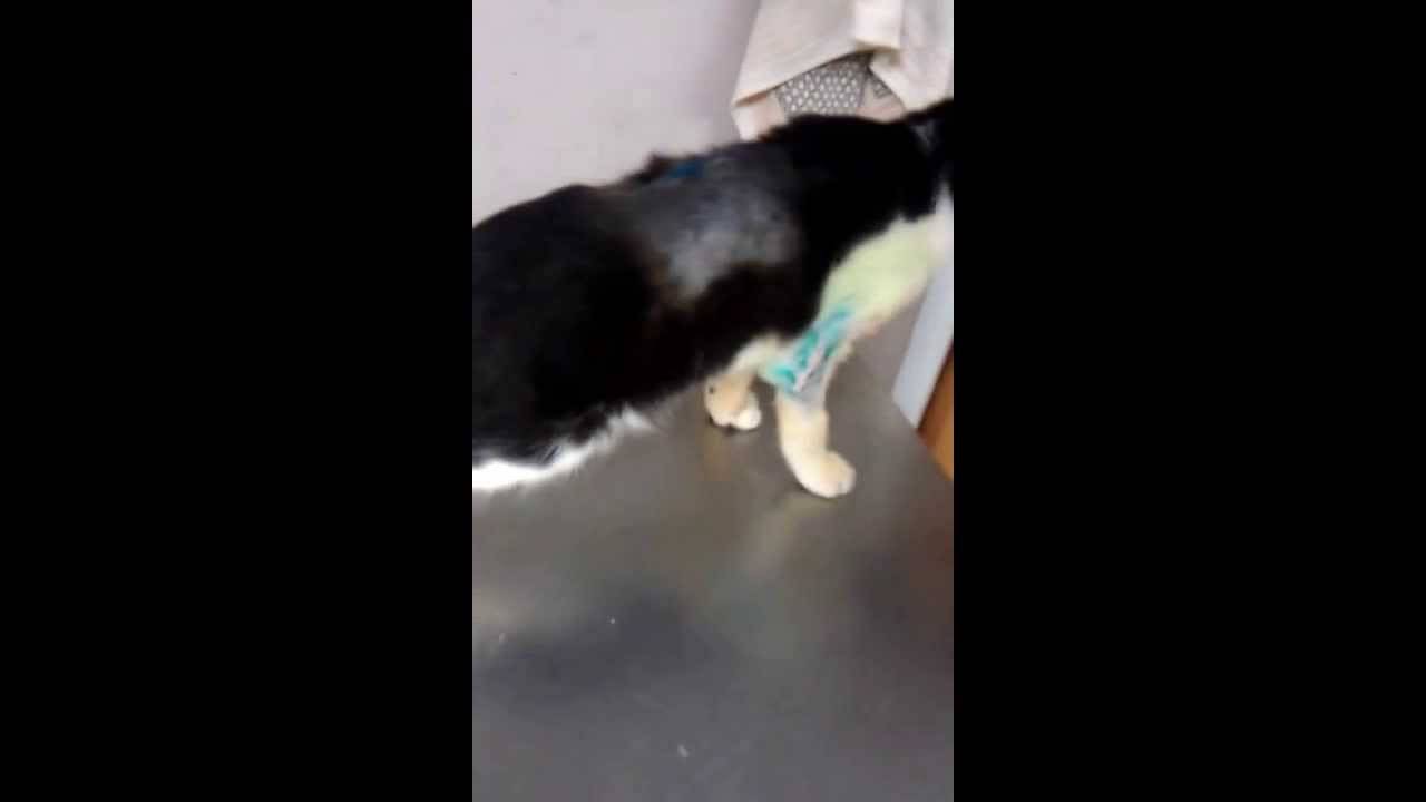 Падение кошки с большой высоты (высотная травма у кошки)