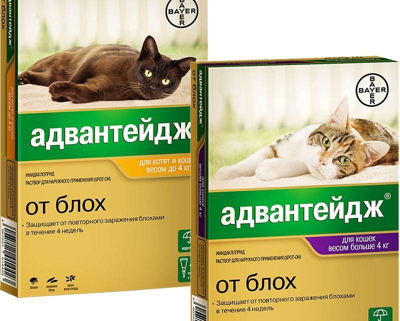 Лекарства от блох для кошек: виды, особенности