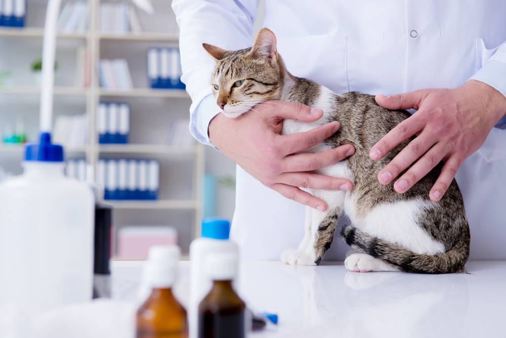 Клинический опыт применения препарата котэрвин при лечении уроцистита у котов