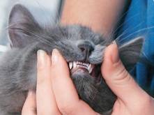 Особенности смены молочных зубов у котят