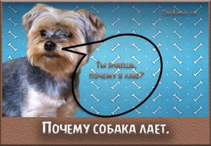 Почему собака постоянно лает ночью без причины и как отучить питомца - purina-dogchow.ru
