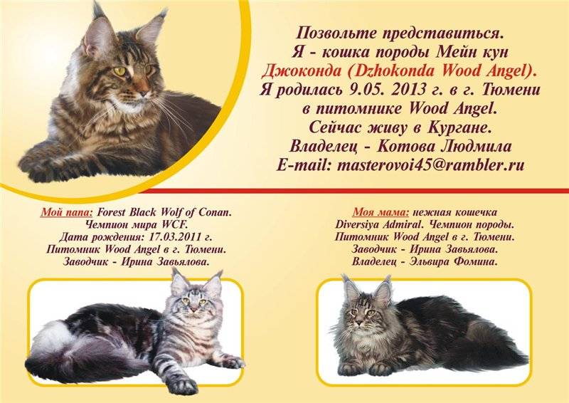 Сравнение мейн-кунов с обычными кошками (17 фото): как отличить кота породы мейн-кун от обычного котенка?
