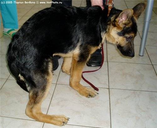 Невролог ветеринарный. у собаки отказывают задние лапы, причины и способы лечения.