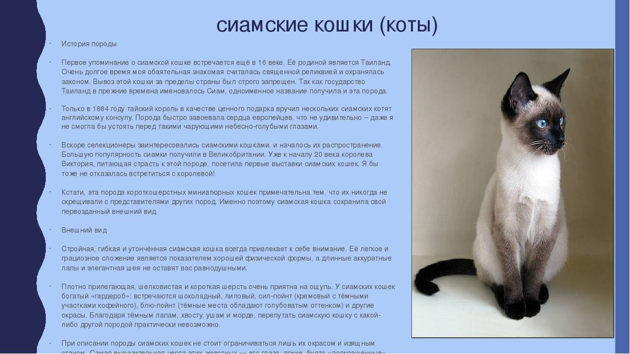 Сиамские кошки – описание породы и характера